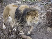 Turchia, un leone fugge da un parco e ferisce un agricoltore, poi viene ucciso a colpi d’arma da fuoco