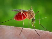 West Nile, altri due casi nel Lazio