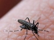 Virus West Nile, in Italia 145 casi e 12 decessi