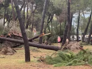 Milano Marittima, 320 alberi crollati per la tempesta della scorsa settimana
