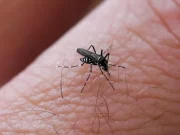 Sardegna, salgono a 11 i casi di West Nile