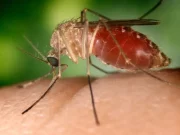 West Nile, almeno 20 decessi dall’inizio dell’anno