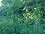 Crotone, sequestrata una piantagione di canapa indiana