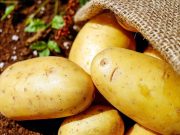 Scienza, il pomodoro è l’antenato della patata