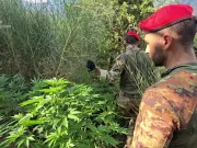 Aspromonte, scoperta piantagione di canapa indiana