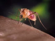 West Nile, quindicesimo caso in Sardegna