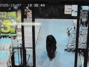 Giappone, orso entra in un supermercato e ferisce due persone