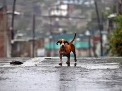 Haiti, 20 morti per l’uragano Melissa