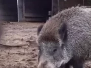 Garfagnana, primo caso positivo di peste suina africana