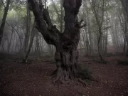 Vasto incendio in Iran, in fiamme foreste Patrimonio Unesco