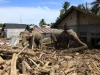 Indonesia, elefanti di Sumatra rimuovono le macerie dopo le inondazioni