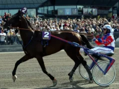 Varenne è morto a 31 anni: addio al Capitano del trotto Muore a 31 anni il cavallo più vincente nella storia del trotto