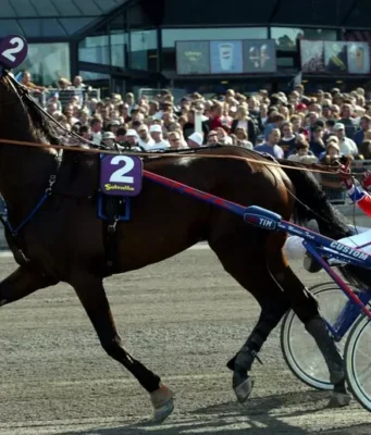 Varenne è morto a 31 anni: addio al Capitano del trotto Muore a 31 anni il cavallo più vincente nella storia del trotto