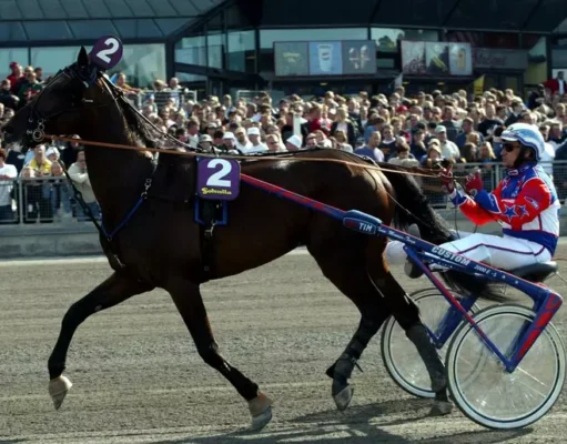Varenne è morto a 31 anni: addio al Capitano del trotto Muore a 31 anni il cavallo più vincente nella storia del trotto