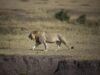 Tanzania, dieci leoni trovati morti a Ngorongoro: si indaga per sospetto avvelenamento dieci leoni morti avvelenati nella riserva patrimonio Unesco in Tanzania