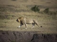 Tanzania, dieci leoni trovati morti a Ngorongoro: si indaga per sospetto avvelenamento dieci leoni morti avvelenati nella riserva patrimonio Unesco in Tanzania