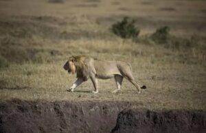 Tanzania, dieci leoni trovati morti a Ngorongoro: si indaga per sospetto avvelenamento dieci leoni morti avvelenati nella riserva patrimonio Unesco in Tanzania