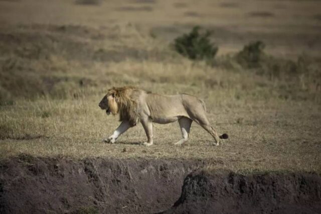 dieci leoni morti avvelenati nella riserva patrimonio Unesco in Tanzania