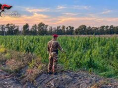 Maxi piantagione di cannabis a Loiri Porto San Paolo: quattro arresti Gallura, quattro arresti per una piantagione di marijuana