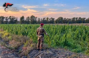 Maxi piantagione di cannabis a Loiri Porto San Paolo: quattro arresti Gallura, quattro arresti per una piantagione di marijuana