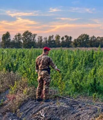 Maxi piantagione di cannabis a Loiri Porto San Paolo: quattro arresti Gallura, quattro arresti per una piantagione di marijuana