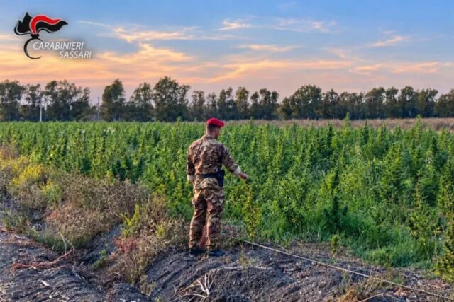 Foto Gallura Gallura, quattro arresti per una piantagione di marijuana